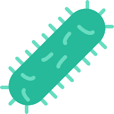 Bacteria